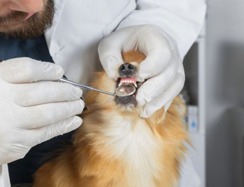 The Details of A Dental Cleaning in Pets
