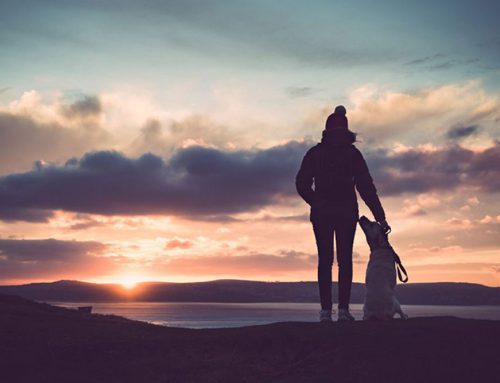 The Power of the Human-Animal Bond