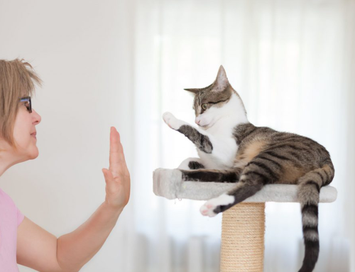 How to Teach Your Cat Tricks
