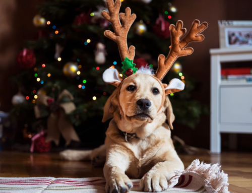 Improve Pet Safety at Home During the Christmas Season