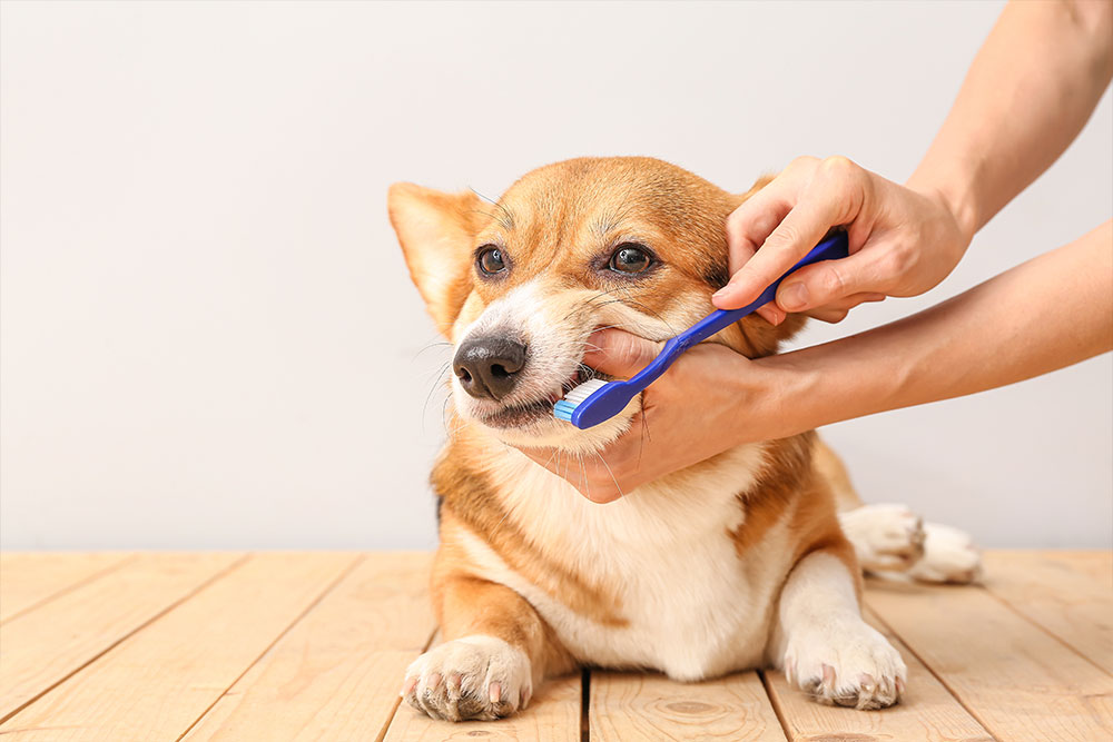 A person gently brushes a small dog’s teeth with a blue toothbrush while the dog lies calmly on a wooden surface.