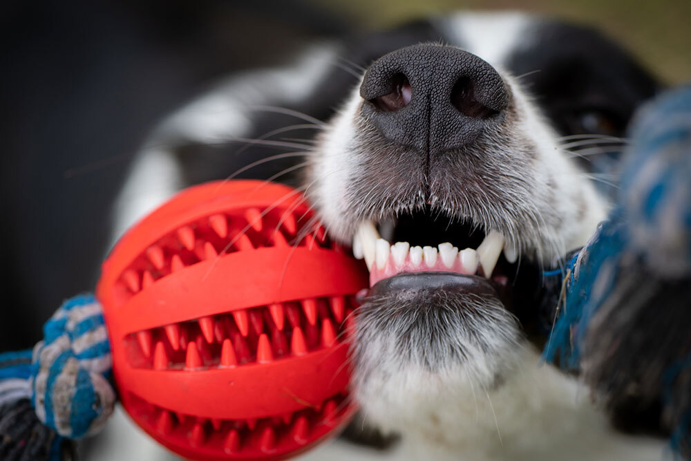 Dog chewing a durable toy to support dental health, relieve boredom, and encourage appropriate chewing behavior.