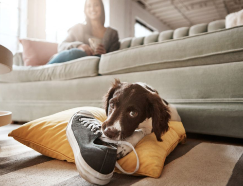 Help! My Dog Chews Everything!