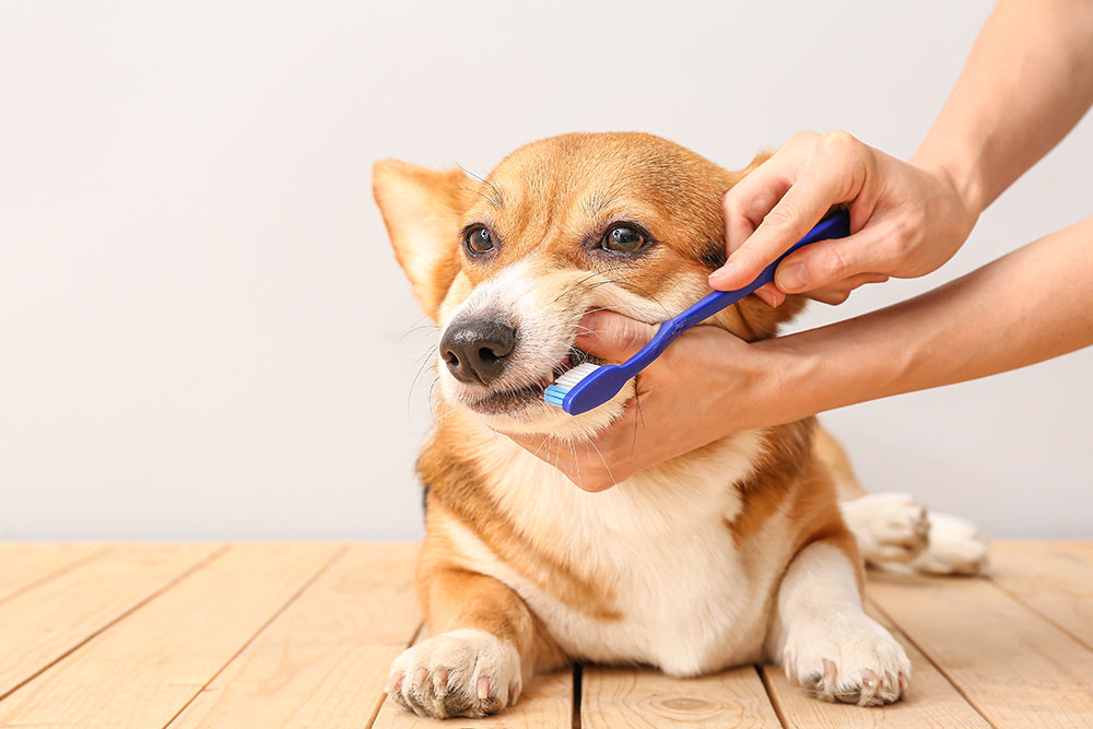 Dog getting teeth brushed during dental care routine to prevent plaque and gum disease