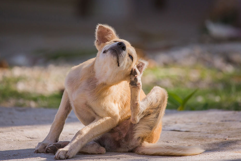 Dog scratching its neck outdoors, showing signs of itchy skin caused by allergies, fleas, or skin irritation.