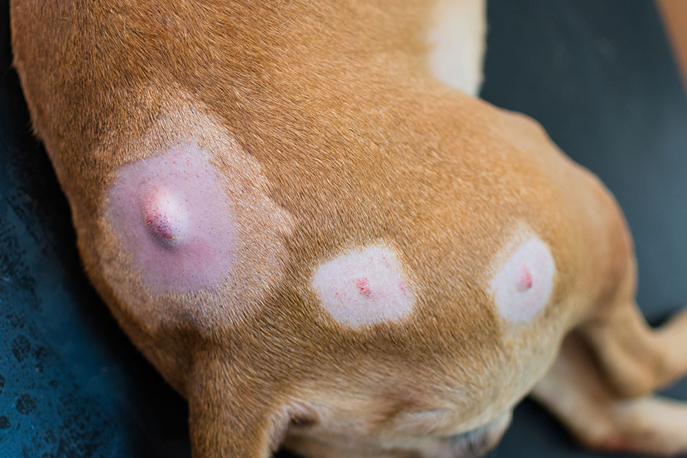 It looks like this dog has multiple raised, hairless, irritated-looking patches or lumps on the skin, some with redness or scabbing in the center. I can’t diagnose from an image, but I can explain what this might indicate and what to do next.