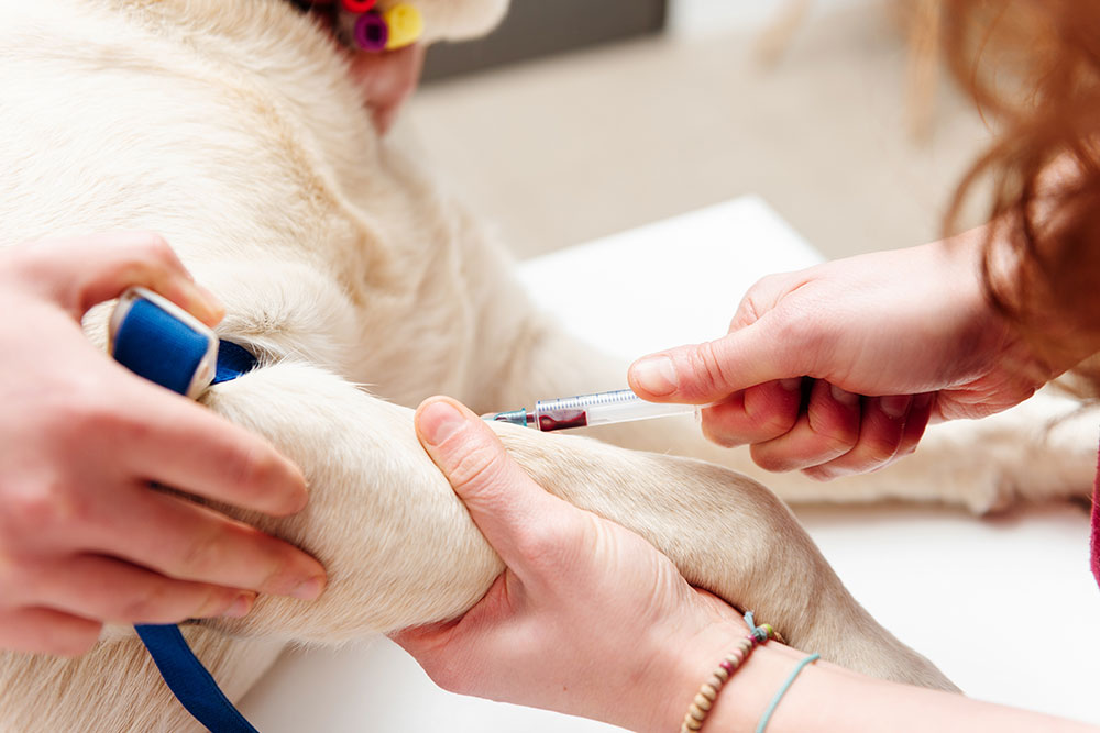 Dog receiving a vaccination at a veterinary clinic, highlighting preventive care, disease protection, puppy and adult dog immunizations, and long-term pet health.