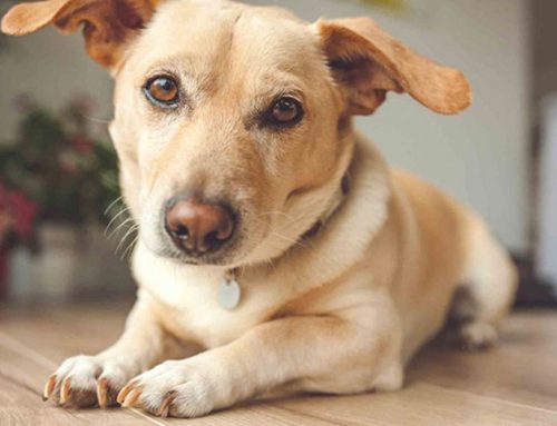 Finicky Felines and Picky Pups: When Your Pet Won’t Eat