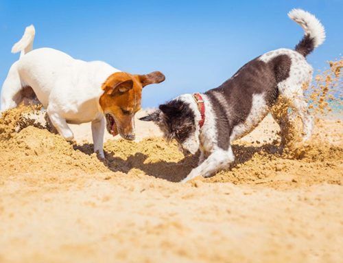 How to Stop Your Dog from Digging
