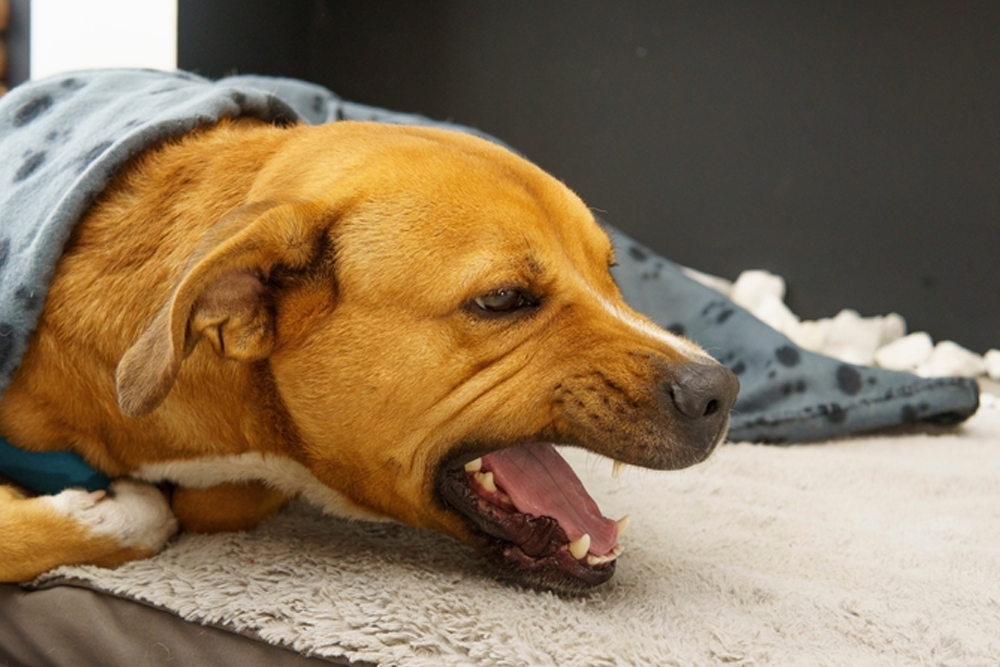 Dog showing symptoms of kennel cough, including discomfort and respiratory irritation, during a veterinary health evaluation.
