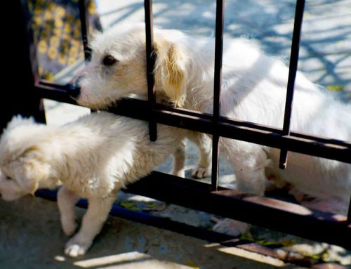 Insurance Against a Lost Pet… Why Microchipping Your Pet Matters