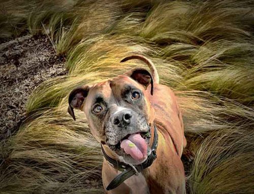 Summer’s Over, Can You Stop Your Pet’s Parasite Prevention Meds?