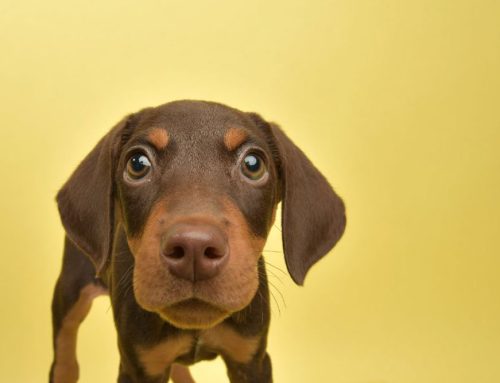 Sign of the Times: Puppy Socialization During Social Distancing