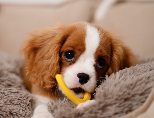 Which Pet Store Toys, Chews, and Collars Land Dogs in the ER?