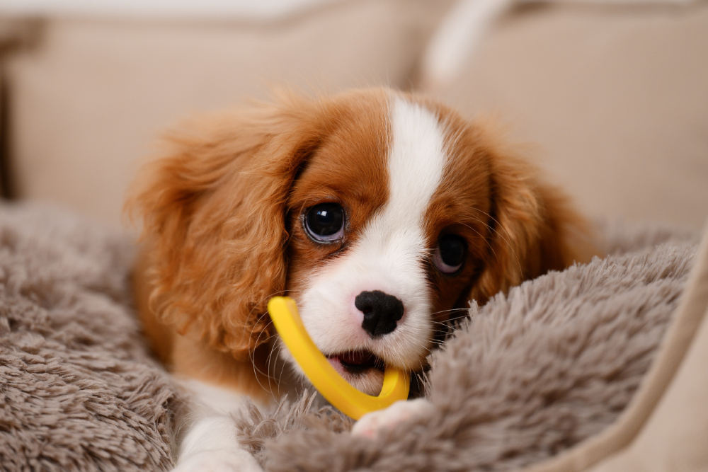 Puppy chewing during the teething stage, highlighting normal tooth development and healthy chewing behavior.