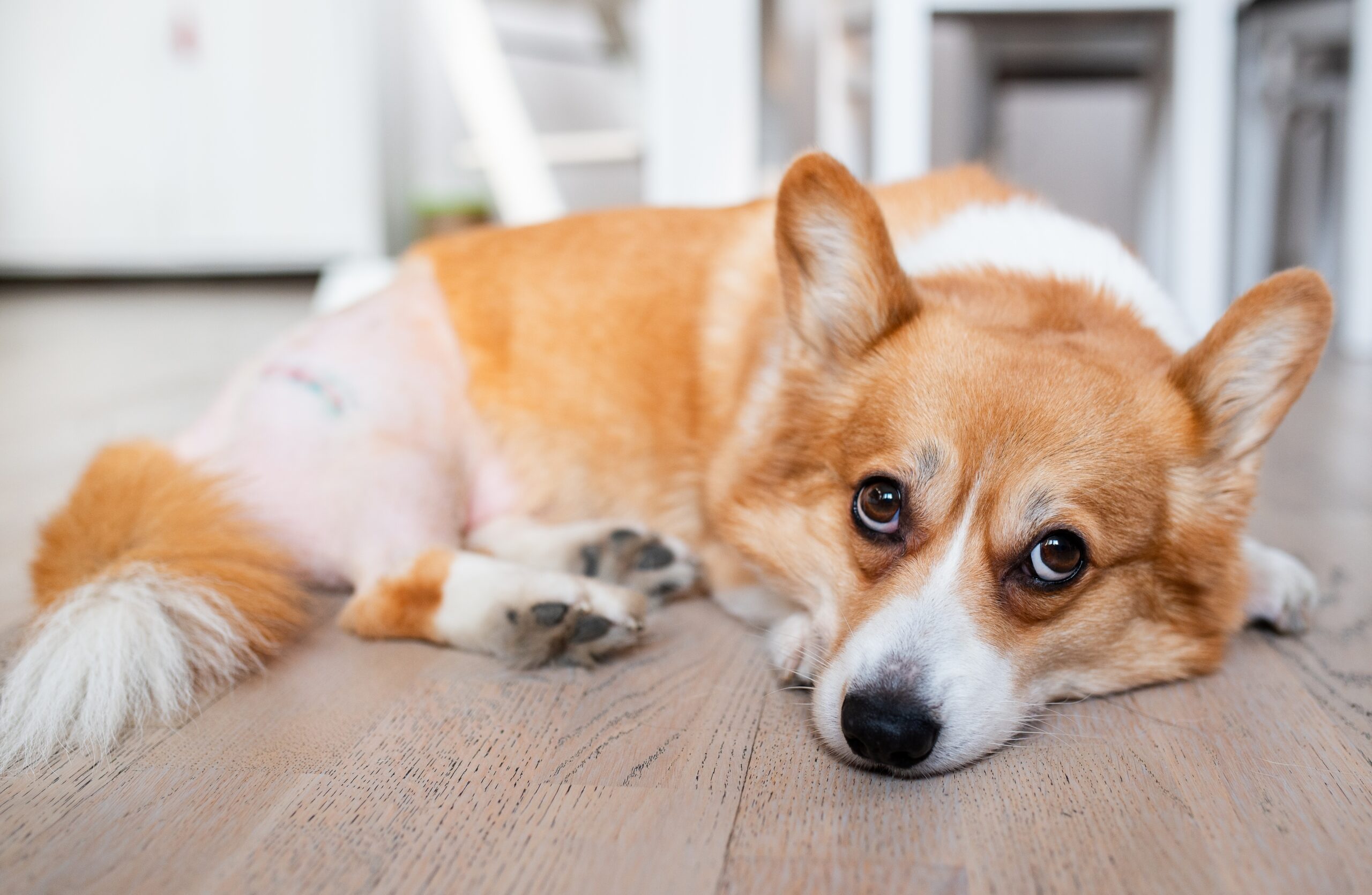 Close-up of a sick dog with sad eyes needing treatment.