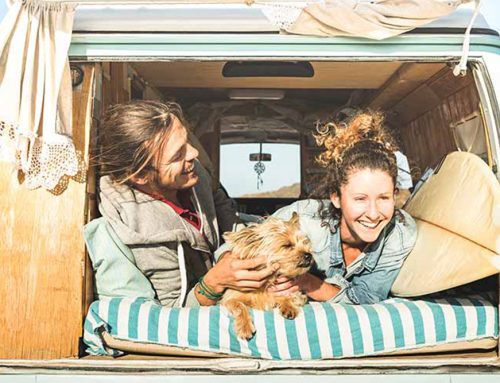 What You Need To Know Before Traveling With Pets
