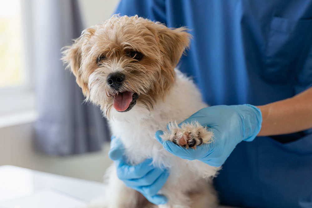 A veterinarian in blue scrubs and gloves holding a small, scruffy white and tan dog's paw for a medical examination.
