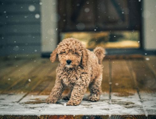 Your Pet’s Cold Weather Request? Winter Paw Care, Please!