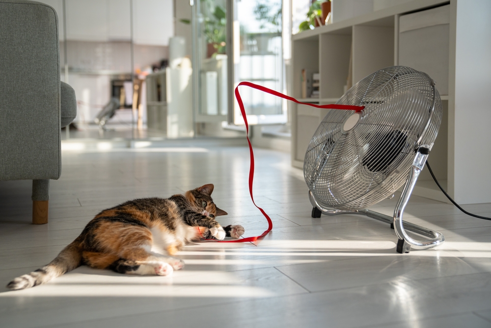 Cat relaxing in a cool indoor space during hot summer weather.