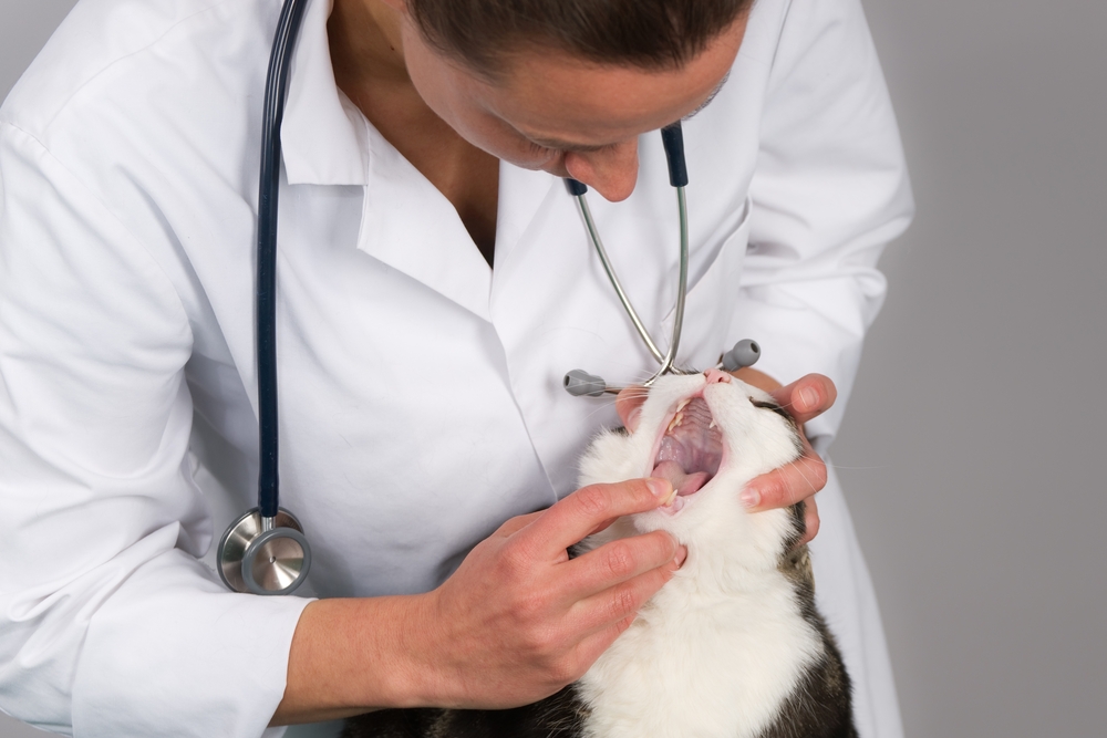 Veterinarian examining a cat’s teeth and mouth during a dental checkup in a veterinary clinic.