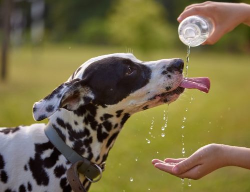 Why Does Heat Stroke Damage a Pet’s Organs So Fast?