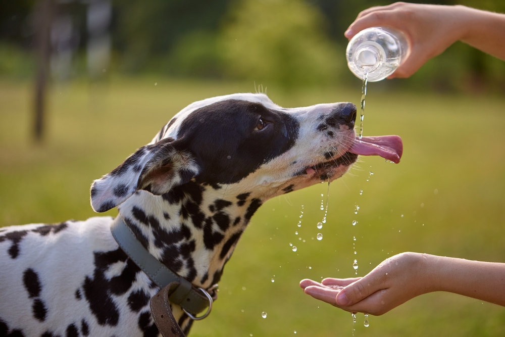 Dog drinking water to prevent dehydration and heat stress.