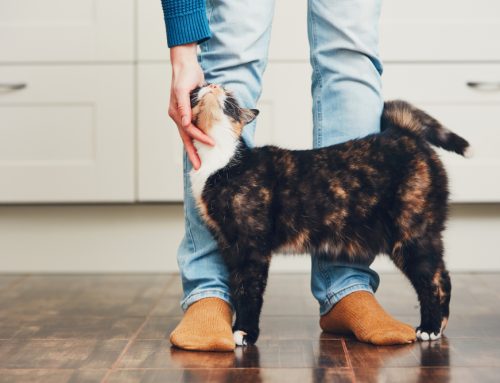 Does My Cat Have Arthritis?