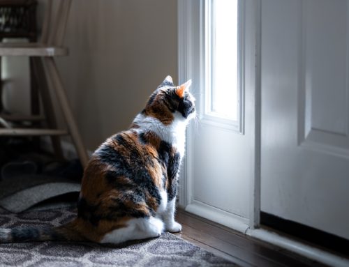 Only the Lonely? 6 Signs Your Dog May Have Separation Anxiety