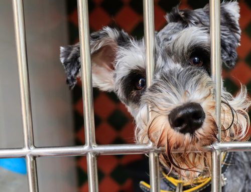 Pet Boarding Do’s and Don’ts