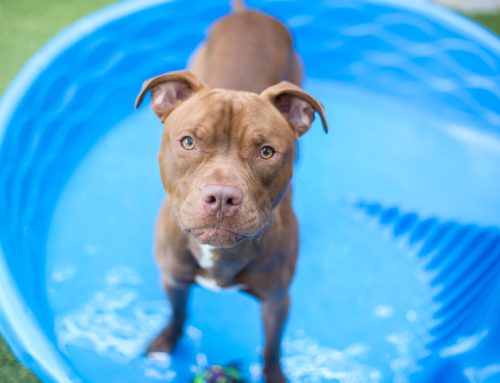 8 Enrichment Recommendations for Your Dog