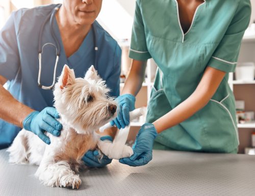 Hello, K-911?—Preventing Common Pet Emergencies