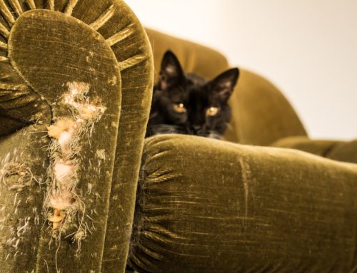 Scratcher’s Gonna Scratch: Why Scratching Is Important to Your Cat