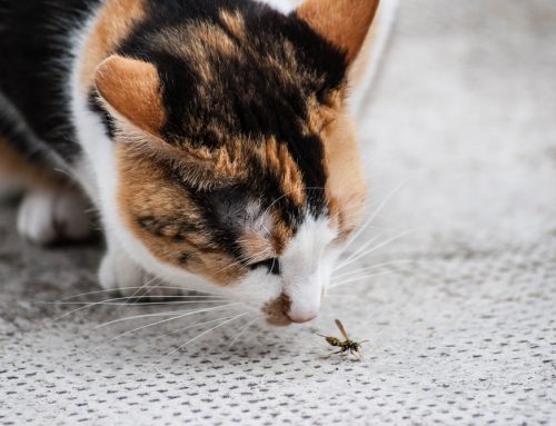 How to Prevent and Treat Bug Bites in Pets