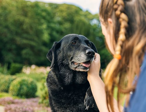 Pop Quiz: Senior Pet Care