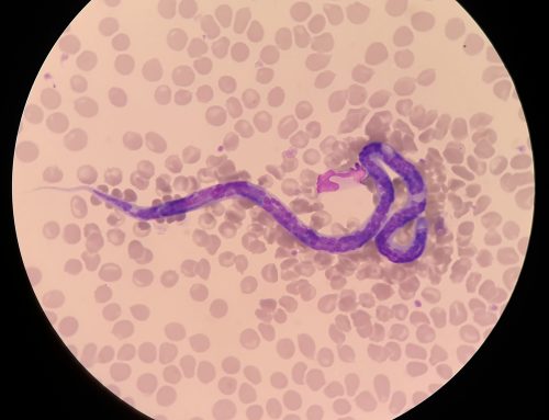 Heartworm 101 for Pet Owners