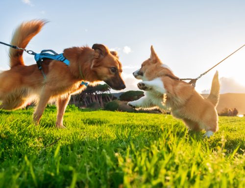 The Perks of a Well Socialized Pup