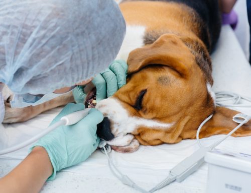 The 411 on Professional Dental Cleanings for Pets