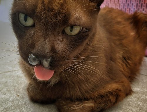 Managing Feline Respiratory Infections