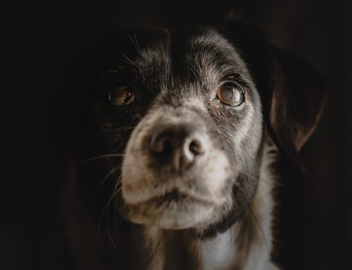 How to Support Your Pet if They Have Cognitive Dysfunction