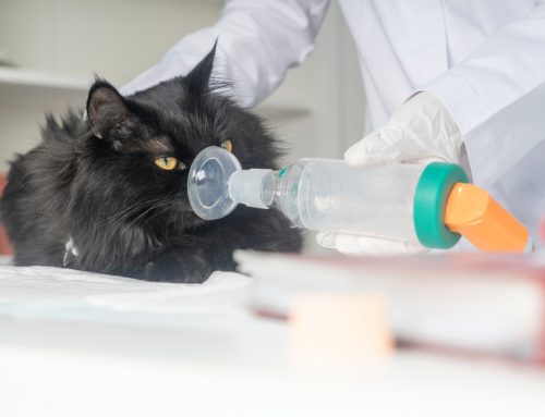 Comprehensive Insights into Feline Asthma: Diagnosis, Treatment, and Prevention