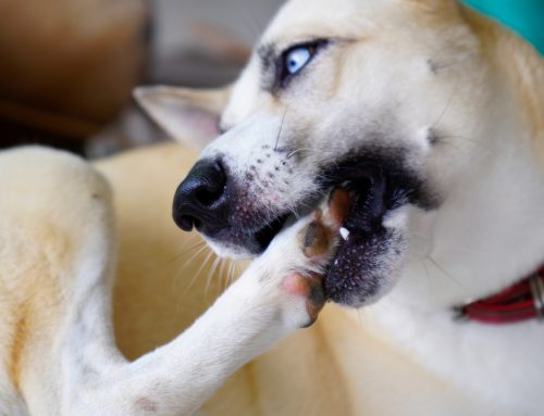 Understanding Pet Pruritus
