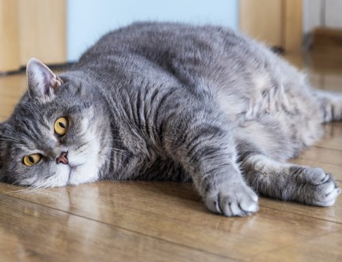 Pet Obesity Pop Quiz