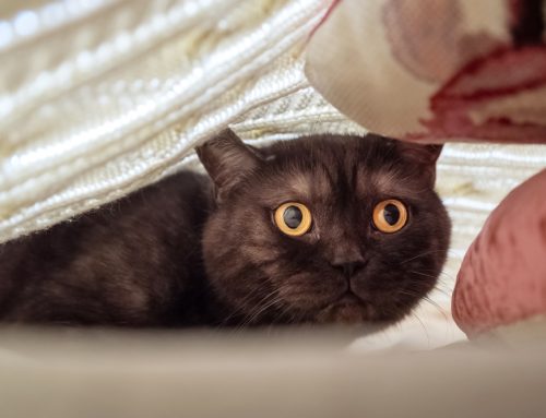 The Pet Owner’s Guide to Noise Aversion