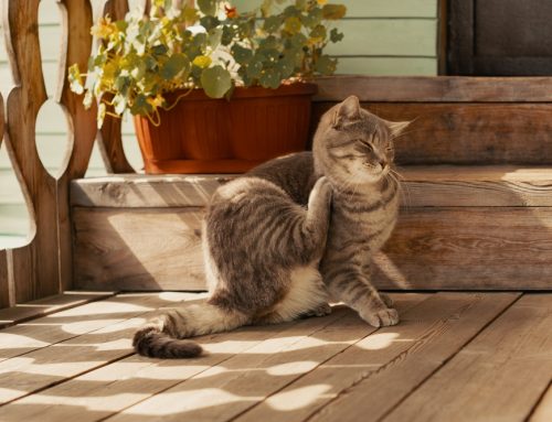 Allergies in Pets Demystified: FAQs