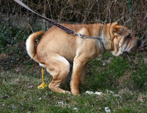 Doubling Down on Diarrhea: When Your Dog’s Diarrhea Needs Veterinary Treatment