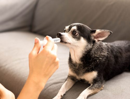 Mastering Medication: A Guide for Pet Owners