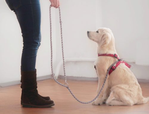 Polite Puppy Pointers