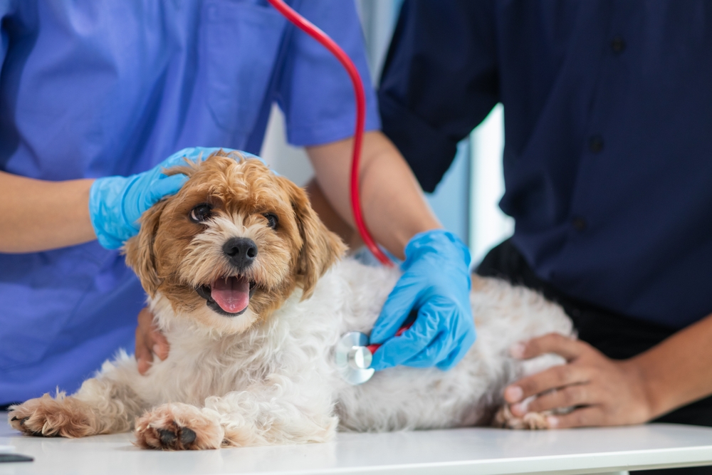 Veterinarian examining a sick dog during a diagnostic evaluation to identify illness symptoms and determine appropriate treatment.